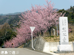 熊谷寺 蜂須賀桜 2014