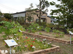 徳島県徳島市国府町 徳島大学 薬用植物園 2015