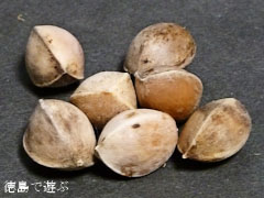長福寺 大月のイチョウ 銀杏