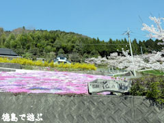 広棚の芝桜
