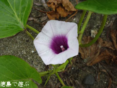 鳴門金時 さつまいも 花 2011