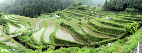 樫原の棚田 2011年6月