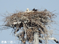 徳島県鳴門市大麻町 コウノトリ 鸛 2016年3月19日 に 産卵 を 推定