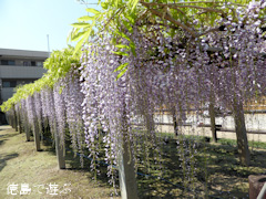 徳島県名西郡石井町 地福寺 藤の花 藤棚 紫 2014