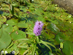 ������������� ���ѿ�ʪ�� 2012