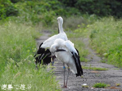 徳島県鳴門市大麻町 コウノトリ 電柱 巣 2015年8月18日