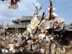 千光寺 梅 2011