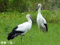 徳島県鳴門市大麻町 コウノトリ こうのとり 鸛 2015年6月27日