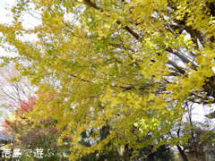 徳島県名西郡石井町 矢神のイチョウ 2016