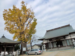 光福寺のイチョウ 2011