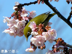両国橋東公園 寒桜 2011