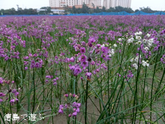 �����ä���β֤ޤĤ� 2013