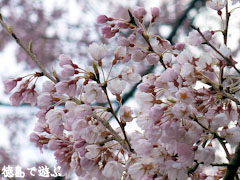 吉良のエドヒガン桜