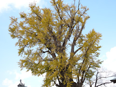 徳島県板野郡北島町 光福寺のイチョウ 2015