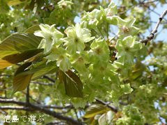 徳島県鳴門市 鳴門・大塚スポーツパーク ギョイコウ桜 御衣黄桜 2014