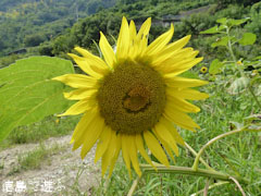 花々の里よこせ ひまわり 向日葵 2011