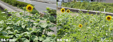 北島チューリップ公園 向日葵 ひまわり