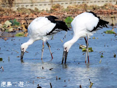 徳島県鳴門市大津町 コウノトリ 鸛 2015年10月13日