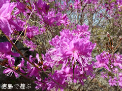 岳人の森 ミツバツツジ 2011