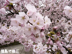 重楽寺 桜