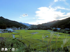 神山町鬼籠野 田園の風景