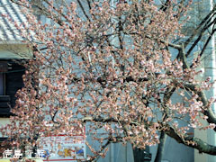 両国橋東公園 寒桜 2011