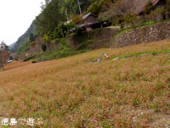 �֡���Τ �褳�� �ֶ��� 2013