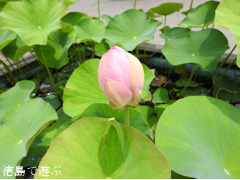 板野郡板野町 徳島県立埋蔵文化財総合センター 大賀ハス 2016