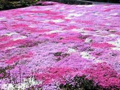 広棚の芝桜 2011
