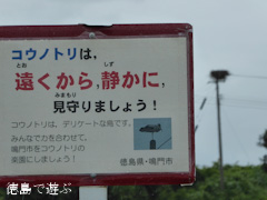 徳島県鳴門市大麻町 コウノトリ 電柱 巣 2015年7月16日