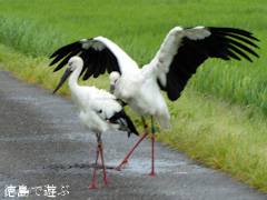 徳島県鳴門市大麻町 コウノトリ 電柱 巣 2015年7月16日
