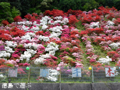 徳島県勝浦郡上勝町福原 落合千本つつじ園 2014