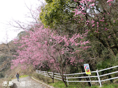 ƻ�α� ����Τ ����ԥɥ��Ĵ� ���� ���� 2014