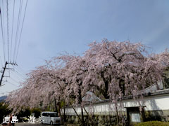 明王寺 しだれ桜 2013
