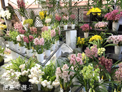 徳島県美馬市脇町 河野メリクロン 第16回 全国シンビジウム逸品展