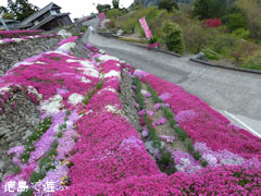 高開の石積み 芝桜 2011