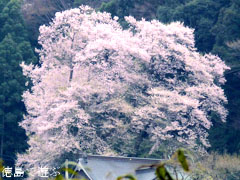 吉良のエドヒガン桜 2011