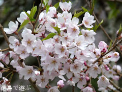 吉良のエドヒガン桜 2011