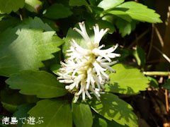 岳人の森 フッキソウ 2011