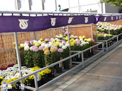 徳島県板野郡北島町 北島町菊花展 2014
