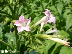 ���縩 �դ��Ф�Ȫ �� 2014