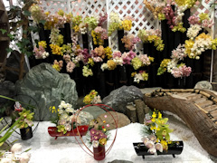 徳島県美馬市脇町 河野メリクロン 第16回 全国シンビジウム逸品展