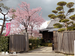 原田家住宅 蜂須賀桜 2014