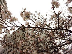 公園の桜