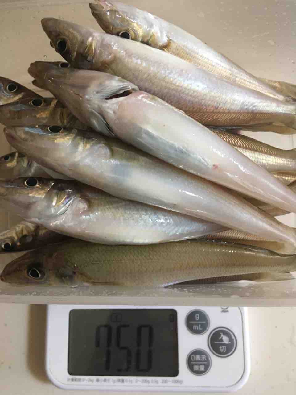 キス釣りgo なぜそこに鱚は居ないのか キス釣りgo なぜそこに鱚は居ないのか