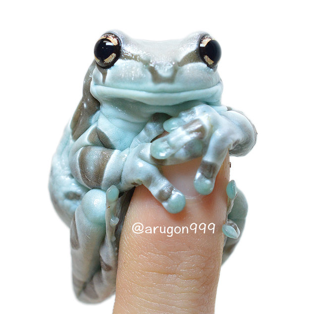 ミルキーフロッグまとめ Argonfrog ミルキーフロッグまとめ Argonfrog