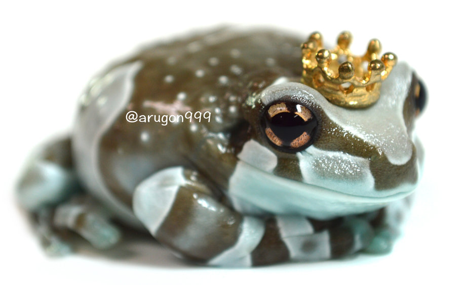 ミルキーフロッグまとめ Argonfrog ミルキーフロッグまとめ Argonfrog