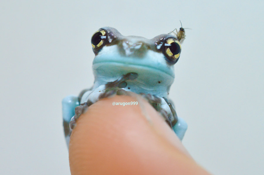 このゆびとまれ ついでにツリーフロッグベビーの飼い方 Argonfrog