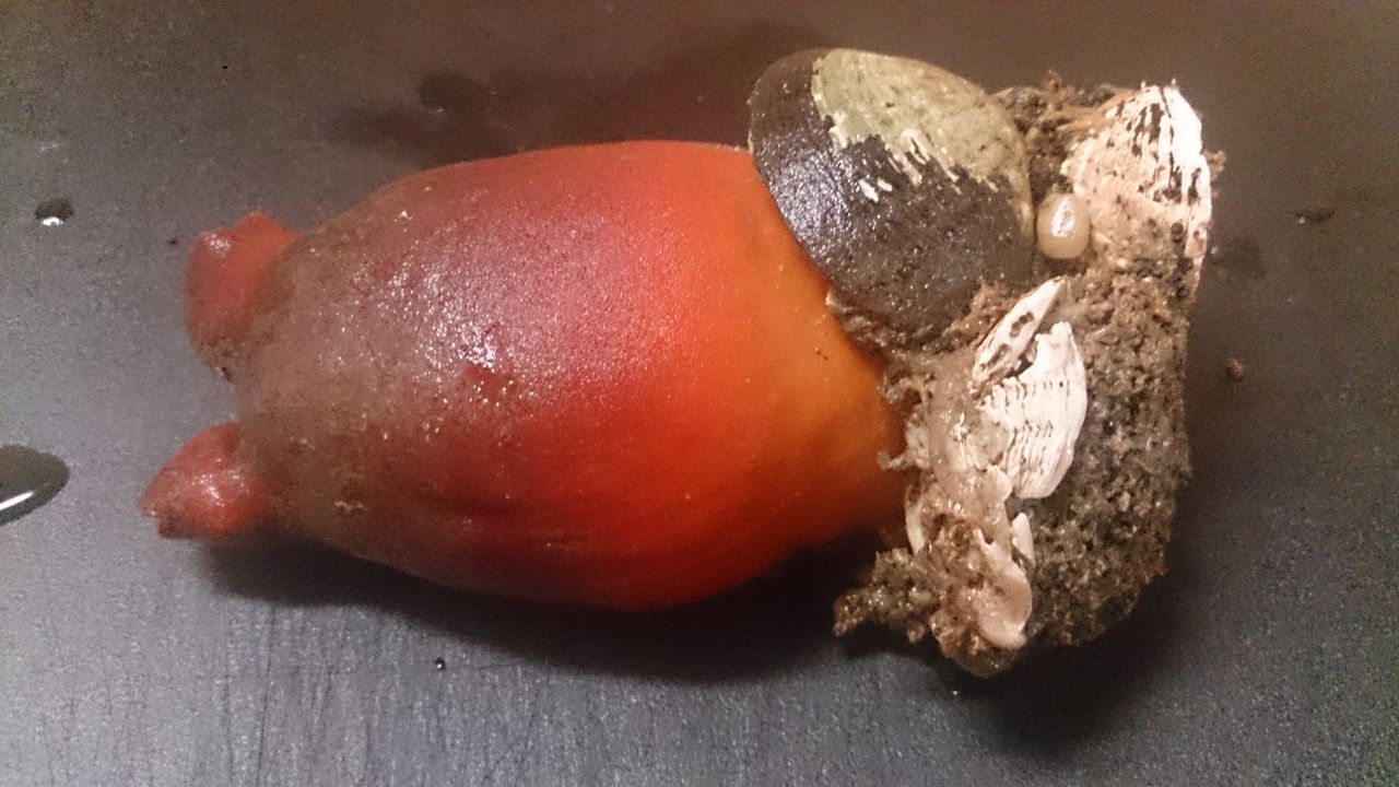 ホヤの刺身と 中華クラゲ和え物と 鰹のたたき 日々の暮らしを綴る ホヤの刺身と 中華クラゲ和え物と 鰹のたたき 日々の暮らしを綴る