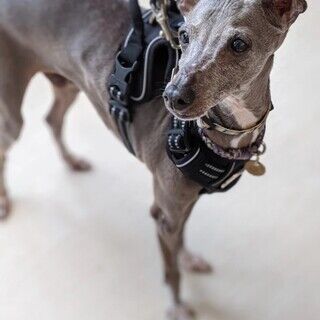 イタグレ老犬里親募集